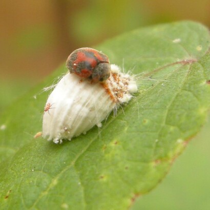 Coquito depredador «Rodolia cardinalis» alimentándose de la escama algodonosa «Icerya purchasi»