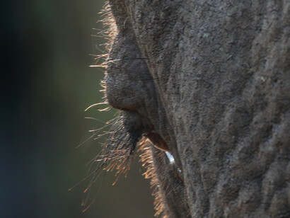 'Shorty' approaches vehicles very close at Jetwing Safari Camp Yala, this is a crop of his eye © Gehan de Silva Wijeyeratne