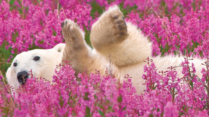 Canada Goose Arctic Gallery. Courtesy of Canadian Museum of Nature