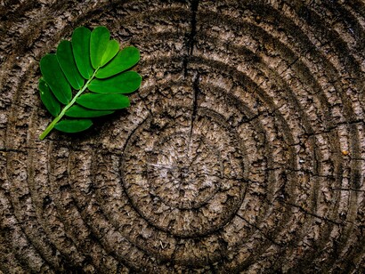 Il Legno corrisponde alla Primavera