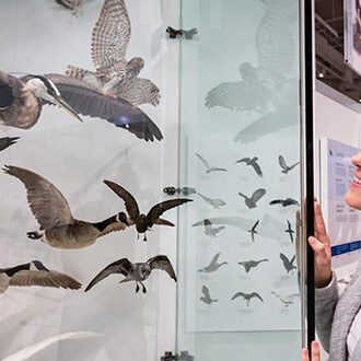 Bird Gallery. Courtesy of Canadian Museum of Nature