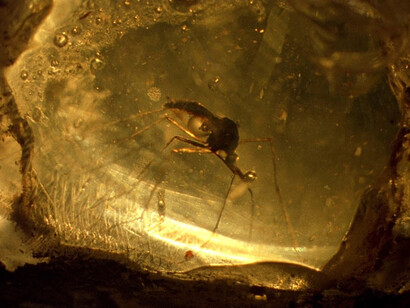 Parque Jurásico. Fragmento de ambar en el que se encontraban los mosquitos que permitían obtener el ADN de dinosaurios