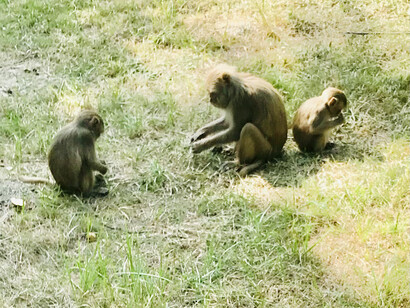 Les singes, voyageurs agiles, traversent le cœur du mangrove du fleuve Gange, en Inde, entre chants et branches