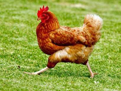 Un gallina igualmente. Por eso ahora mi ensoñación, mi fantasía, es entrar en un coma temporal