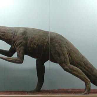 Salas de Paleontología. Courtesy of Museo de La Plata