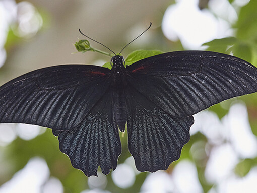 Sensational Butterflies. Courtesy of Natural History Museum