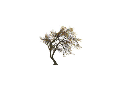 Federica Mariani, Quello è un albero? No, è una donna, serie (dettaglio), 2023, stampa fine art su carta cotone