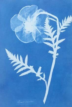 'Poppy', Anna Atkins, about 1852. Museum no. PH.381-1981. © Victoria and Albert Museum, London