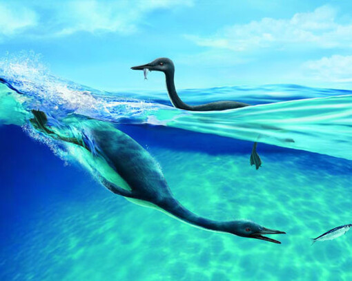 Fossil Gallery. Courtesy Canadian Museum of Nature 