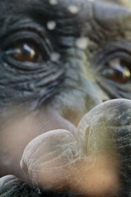 Alcuni scimpanzé riescono a distinguere i colori