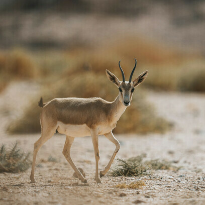 An antelope representing the ease with animals seems to play the game of survival