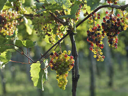 Uva. Vini tanzaniani: Una storia di solidarietà e crescita economica nel cuore dell'Africa