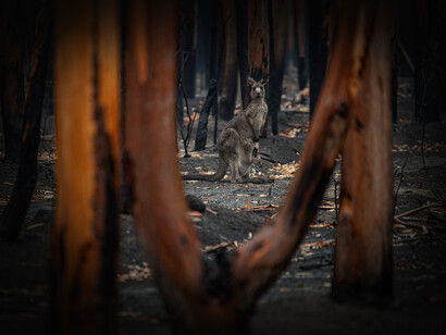 Canguro en un bosque después de un incendio forestal