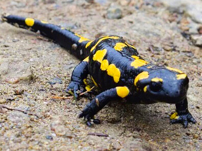 La piel de la salamandra común contiene pequeñas cantidades de sustancias tóxicas que irritan los ojos y boca de los predadores