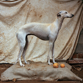 Galgo 2, Martin Usborne, 2015, Tirage pigmentaire sur papier mat, 80 x 100 cm, Edition de 3 + 1 EA, numéroté et signé au dos
