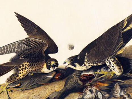 Audubon’s Birds of America Focus Gallery. Courtesy of New-York Historical Society