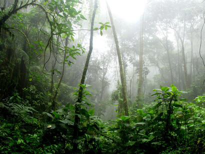 Foresta pluviale un giorno di foschia