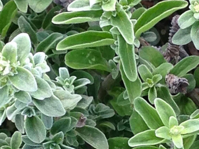 Coltivazione di maggiorana