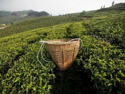 Piantagioni di tè nepalese