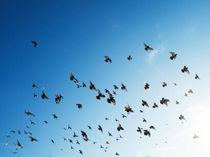 Troupeau des oiseaux volant