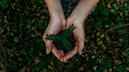 Uno studio pubblicato su New Phytologist evidenzia come la fertilità delle piante possa essere più vulnerabile al riscaldamento climatico rispetto alla crescita e alla sopravvivenza degli individui