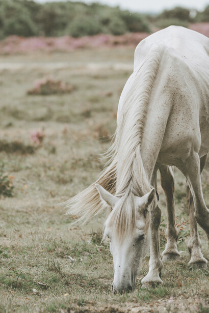 Cavallo bianco. L'allegoria platonica e il dominio dell'anima razionale