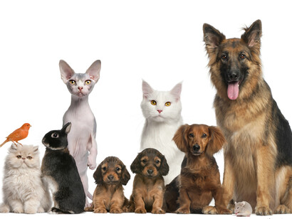 All kinds of pets