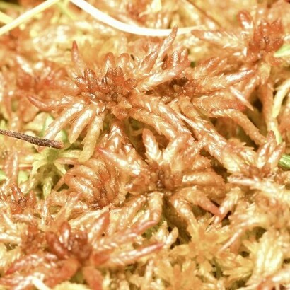 Sphagnum magallanicum