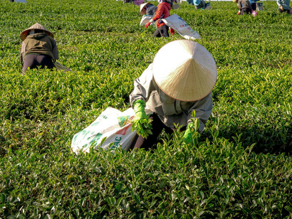 People working in the field, highlighting the importance of agriculture to progress as a society