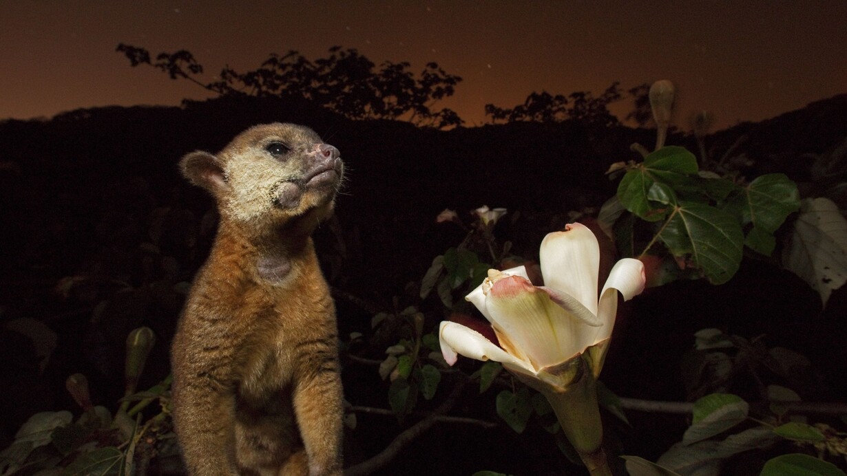 Christian Ziegler/National Geographic
Panama
Il muso cosparso di polline di questo cercoletto tradisce una scorpacciata notturna su un
albero di balsa.
