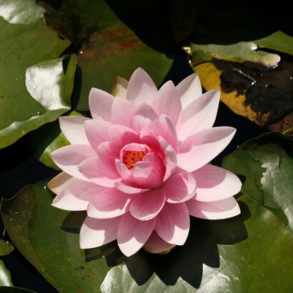 Le gigantesche ninfee cinesi galleggiavano nelle vasche come isole silenziose, sospese tra realtà e fiaba
