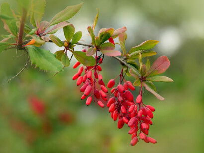 Barberries, of the Berberidaceae family, are a common natural source of berberine 