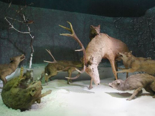 Stag attacked by wolves. Courtesy of Grigore Antipa National Museum of Natural History
