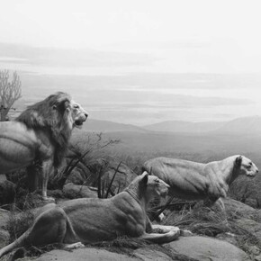 Hiroshi Sugimoto. Courtesy of Royal Museums of Fine Arts of Belgium