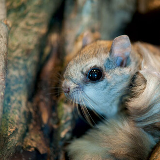 Écureuils volants. Courtesy of Science Nord