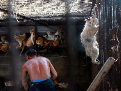 Yulin dog meat festival. Decenas de animales preparados para convertirse en alimento