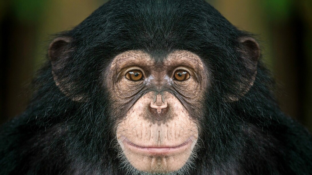 Revenge is a feeling as old as the history of our humanity and of animals too 