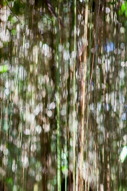 Jungle Road 13-01-82, 2013, Archival pigment print, printed 2014, 33 x 22 inches, edition of 10 © Laurie Lambrecht.