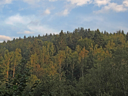Ojalá que el litio no se esconda bajo éste ecosistema. Reserva Natural Paljevine área protegida ubicada en la meseta de Pester, en Serbia