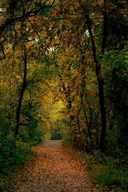 An autumn pathway through a lush, deep forest trail