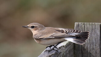 Northern Wheatear, a summer visitor to Britain