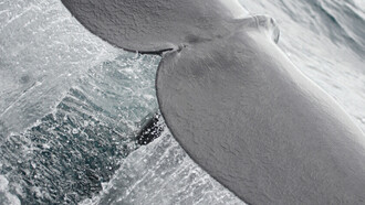 Sperm Whale  ©  Gehan de Silva Wijeyeratne