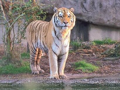 Tiger - Simlipal National Park