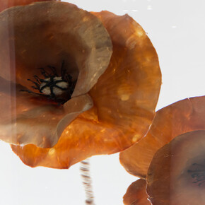 All images: Paddy Hartley, Papaver Rhoeas, 2015 © Courtesy of Paddy Hartley