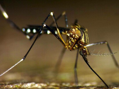 A CRISPR-based hack could eradicate malaria-carrying mosquitoes