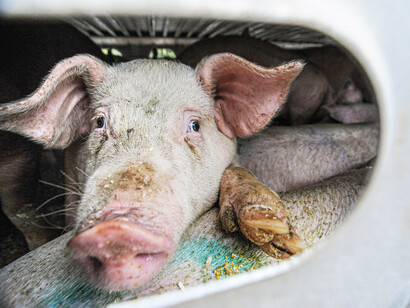 Pigs spend their life in gestation crates lying on baren concrete, where they cannot even turn around
