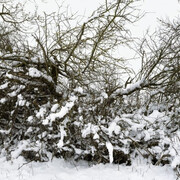 Thomas Struth, Hecke, Feldberger Seen-
landschaft 2021, 2024. Mit freundlicher genehmigung der Galerie Rüdiger Schöttle