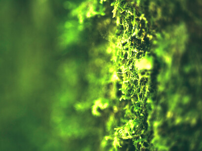 Falsos ambientalistas: actualmente es muy común observar cómo la mayoría de las empresas contaminantes intentan lavar su imagen a través de campañas publicitarias