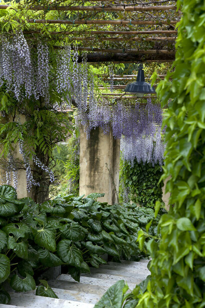 Villa della Pergola, Wisteria, ph Dario Fusaro