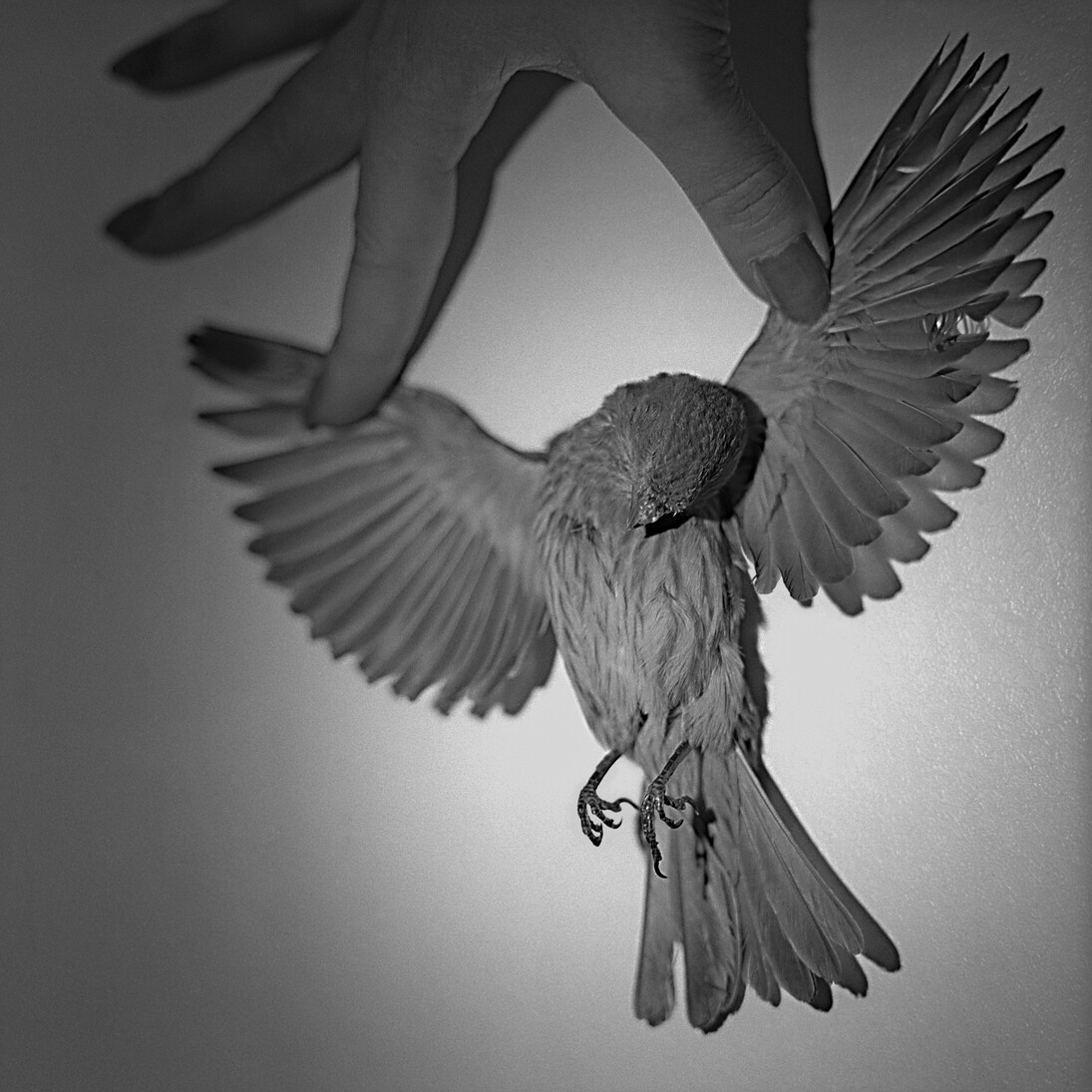 Alberto García-Alix, Crucifixión, 2012, Photographie noir et blanc, © ADAGP Alberto García-Alix, Courtesy the artist and Kamel Mennour, Paris